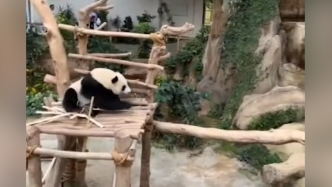 旅马大熊猫“谊谊”“升谊”将回国