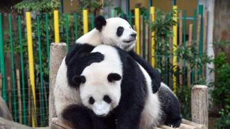 大熊猫“谊谊”和“升谊”将从马来西亚启程返回中国