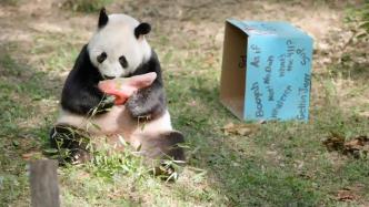 大熊猫“添添”在美国迎来26岁生日