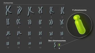 人类Y染色体的组装和分析完成，拼上24条染色体最后一块拼图