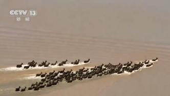 航拍百余只白唇鹿组队横渡黄河