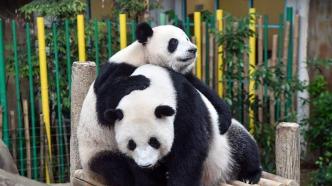 城事｜大熊猫“谊谊”和“升谊”将从马来西亚启程返回中国
