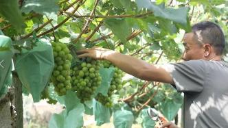 汉中喜迎葡萄丰收，城固县葡萄栽培面积超过3200亩