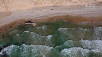 以色列海滩发现抹香鲸尸体