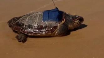 新研究揭示龟壳可记录放射性污染