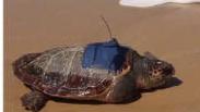 新研究揭示龟壳可记录放射性污染