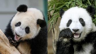 旅马大熊猫谊谊、升谊平安抵川：状态平稳，将隔离检疫30天