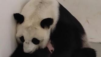 视频丨旅俄大熊猫首诞幼崽，恭喜如意丁丁升级当爸妈