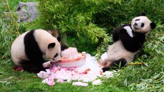 早安·世界｜德国出生大熊猫双胞胎迎来4岁生日