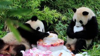 旅德大熊猫双胞胎“梦想”和“梦圆”迎来4周岁生日