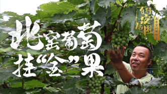 百村安居图（73）：北窑葡萄挂“金”果