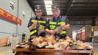 抓住“狐狸尾巴”，上海吴淞海关截获濒危物种制品6.5千克