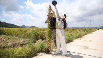 “禾下乘凉梦”已成真！浙江临海种出2米高巨型水稻