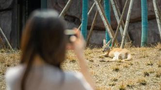 武汉动物园门票新价格成人40元公开征求意见，改造前为20元