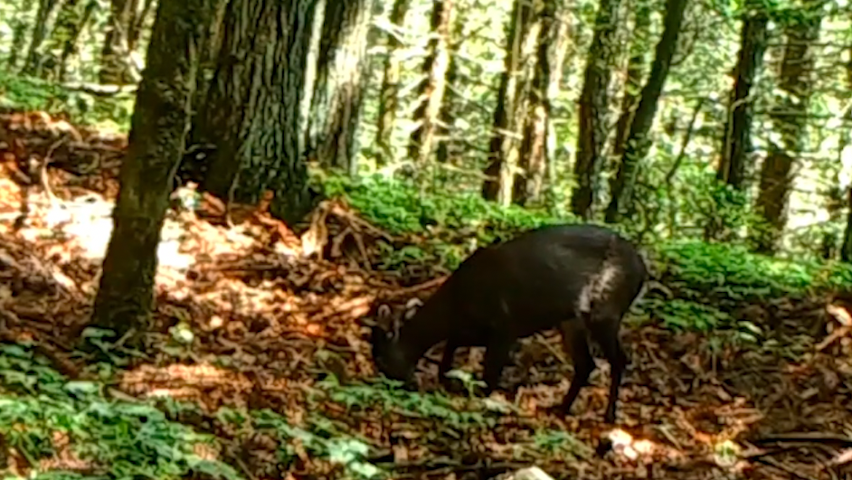 众多野生动物现身武陵山自然保护区