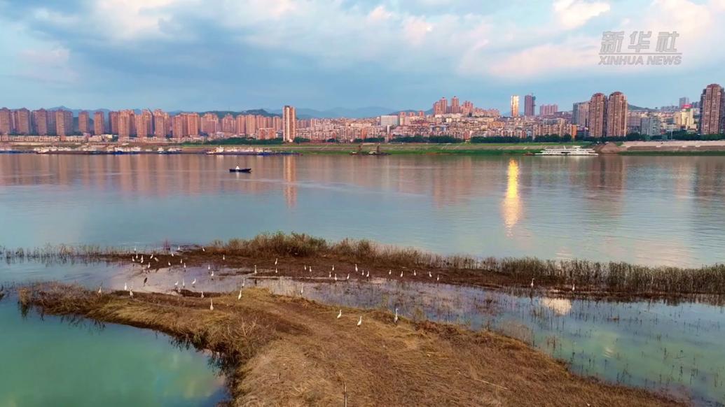 重庆丰都：生态保护优先，让小微湿地变鸟类家园