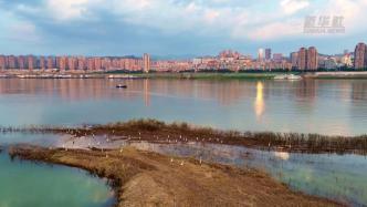 重庆丰都：生态保护优先，让小微湿地变鸟类家园