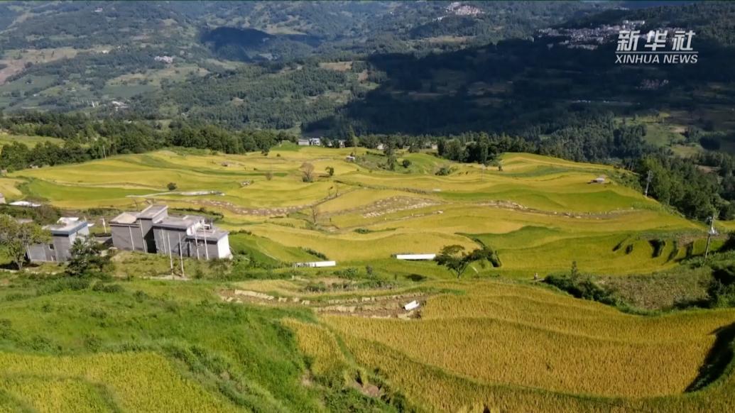 云南元阳:哈尼梯田迎来稻谷成熟季