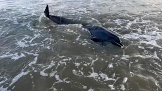 广东：台风“苏拉”过后，一只搁浅海豚获救助