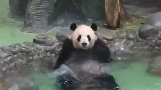 爽歪歪，大熊猫泡澡快乐得jiojio无处安放