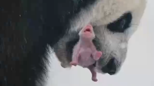 旅俄大熊猫“丁丁”诞下幼崽，莫斯科市长发文祝贺