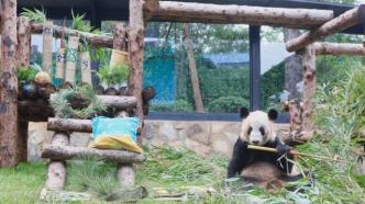 工作人员讲述旅美熊猫“丫丫”的回国历程，“感受到了全球的关心”