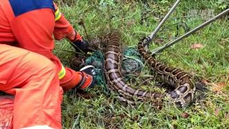 约60斤重蟒蛇被渔网缠绕，消防员解救放生