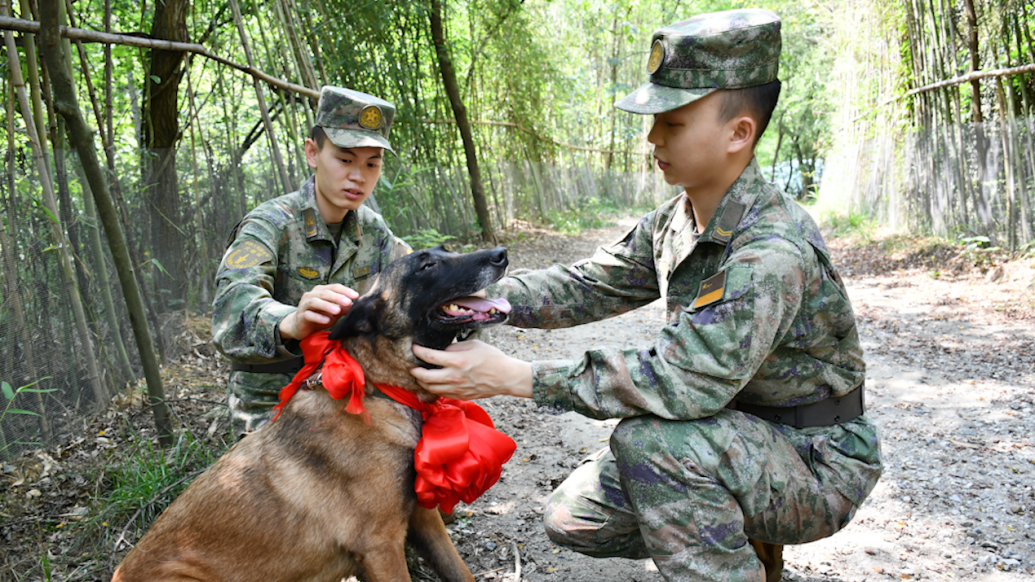 退伍季，这只叫“凌风”的军犬也退役了