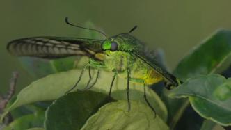 “蝶中皇后”金斑喙凤蝶现身广东南岭