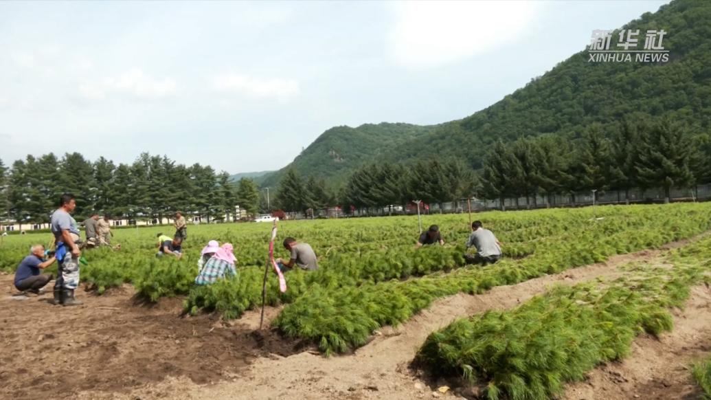 黑龙江柴河：全力修复，苗圃现生机