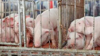 三大上市猪企8月生猪销量同比均增长：温氏股份增幅超42%领跑