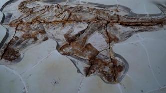 河北丰宁发现两例1.3亿多年前的恐龙化石