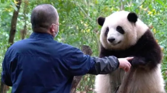 大熊猫“花花”感冒暂停展出，基地科普滚滚感冒了怎么办
