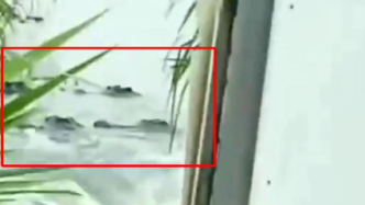 广东茂名70多条鳄鱼出逃，当地：暂无伤亡，居民尽量不出门