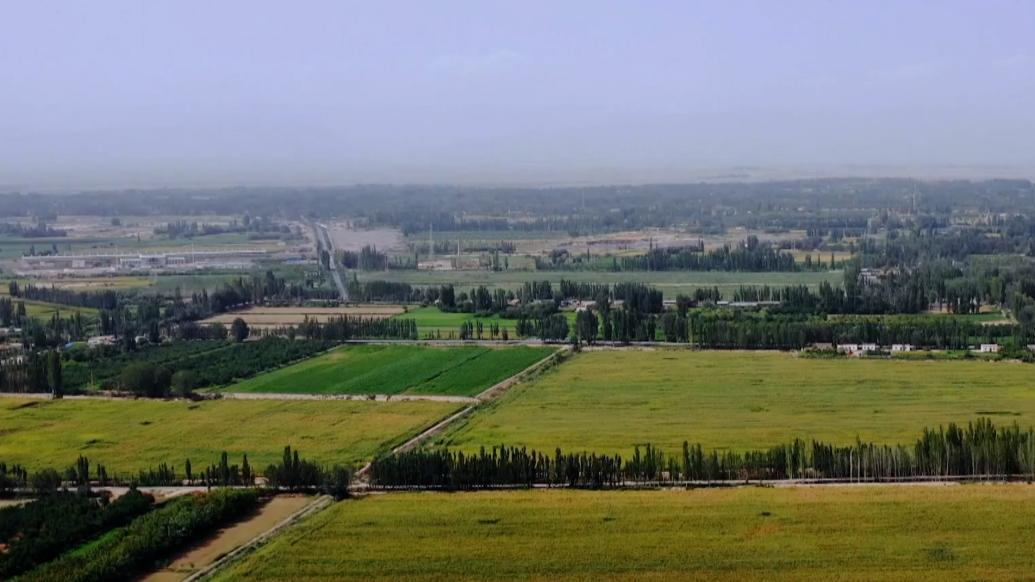 新疆巴州：29万亩青贮玉米为牲畜越冬备足“口粮”