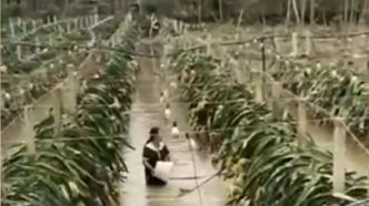 媒体：广西玉林暴雨致20亩火龙果全泡水里，果农回应