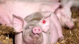 多国禁止进口瑞典猪肉，业内人士：年损失或超3千万元人民币