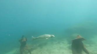 国家一级保护动物斑海豹首次现身三亚海域