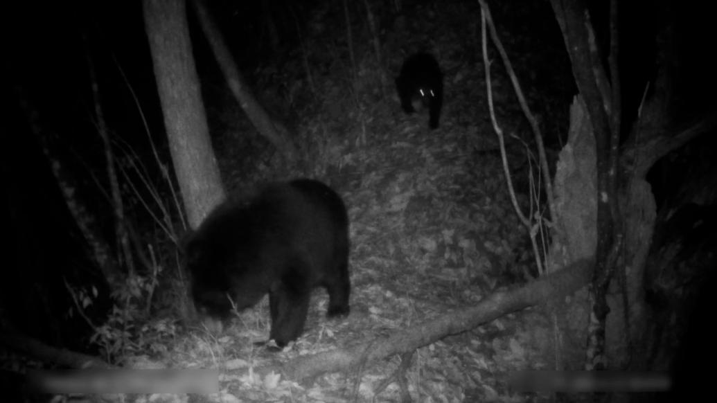 湖北一自然保护区拍到两只黑熊“花式”打闹