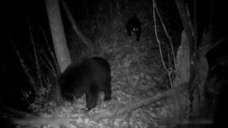 湖北一自然保护区拍到两只黑熊“花式”打闹