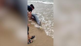 漳州两条海豚搁浅，民警和渔民合力营救两次推回大海