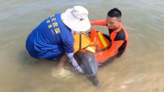 海口一搁浅海豚放生后又往岸边游，多部门联合营救