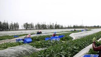 宁夏固原：“三个零”技术助力冷凉蔬菜产业发展
