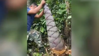 100多斤的竹笋你见过吗？