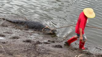 广东茂名一养殖场因内涝致部分鳄鱼出逃，已捕获36条