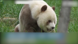 棕色大熊猫“七仔”拒绝竹子，嚼草换换新口味