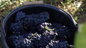 法国勃艮第：酿酒葡萄进入收获季