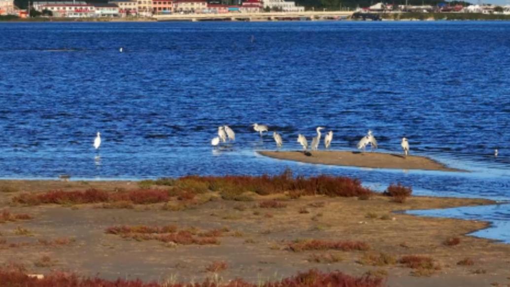 河北秦皇岛：七里海潟湖湿地迎秋季迁徙首批候鸟