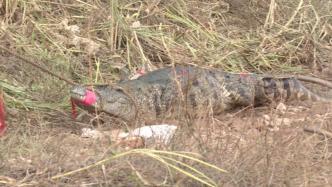 广东茂名“出逃”鳄鱼已捕获62条，继续扩大搜查范围