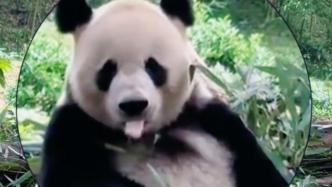 大熊猫吐舌头逗游客，网友：哪来的“熊孩子”